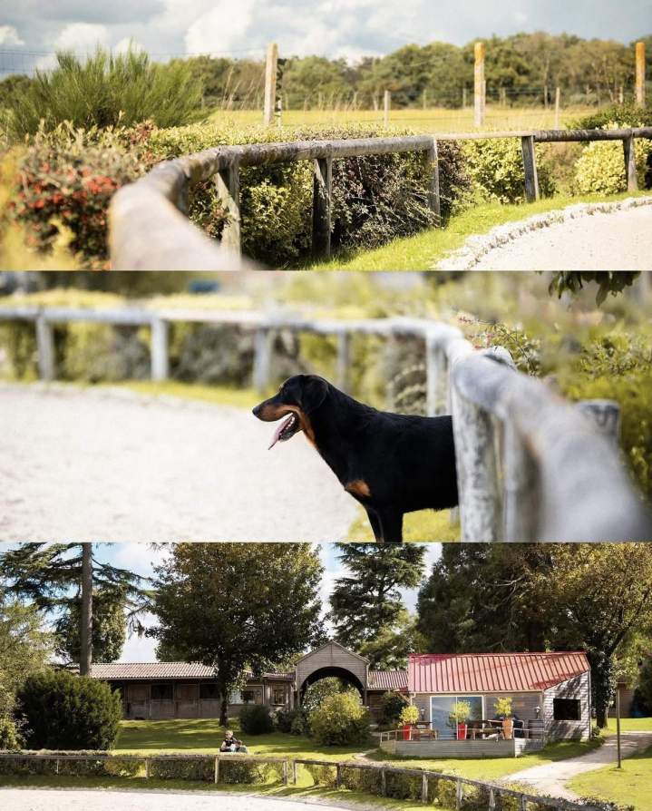 Écurie chevaux de sport Bazainville