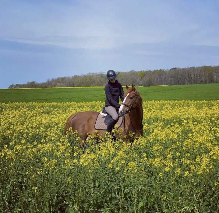 Entraînement chevaux Bazainville