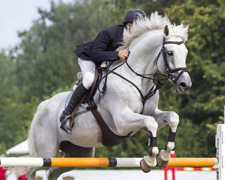 Écurie de saut d'obstacles Bazainville