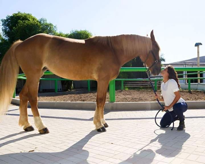 Haras à Bazainville