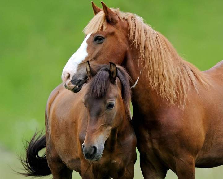 Haras et écurie de sport Bazainville