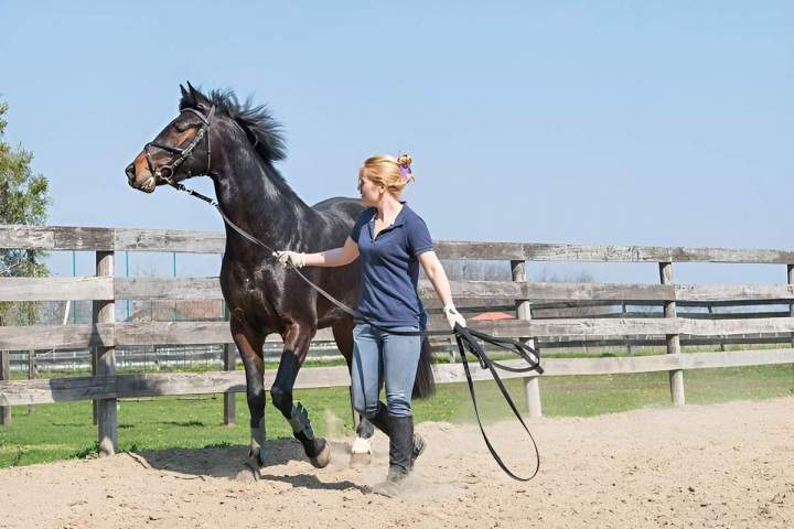 Écurie spécialisée en saut d’obstacles Bazainville